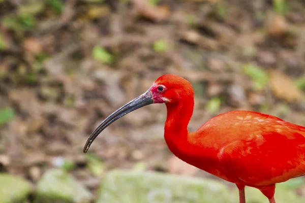 Scarlet Ibis, Eudocimus gumy — Stock fotografie