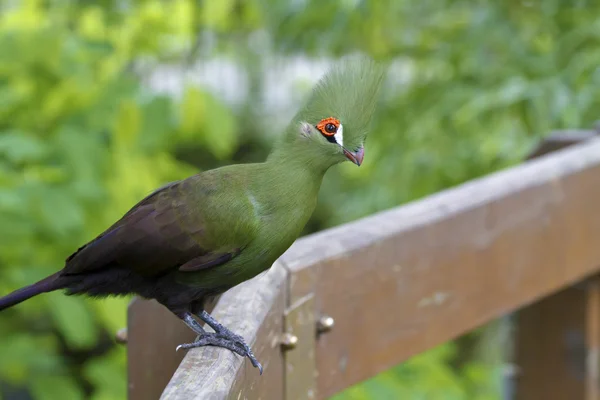 Grüner Touraco, Tauraco persa — Stockfoto