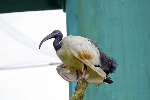 Afrika kutsal aynağı, Threskiornis aethiopicus — Stok fotoğraf