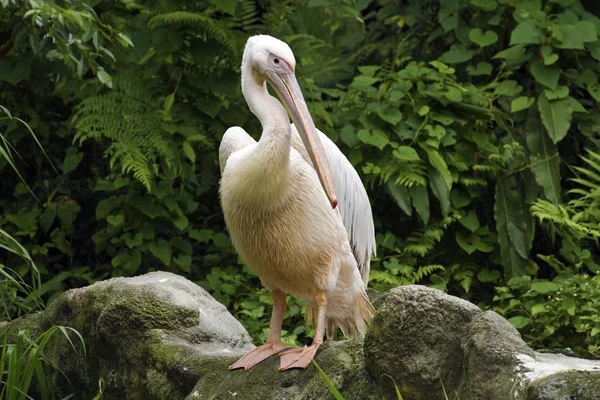 Velký bílý Pelikán, Pelecanus onocrotalus — Stock fotografie