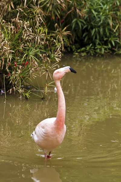 Widok z flamingo — Zdjęcie stockowe