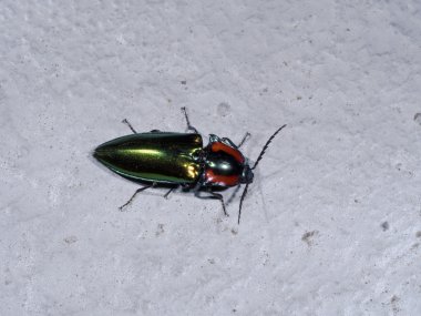 Tıklayın beetle, Campsosternus watanabei, endemik Tayvan için