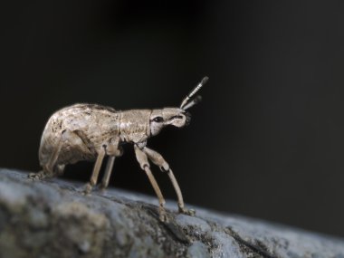 Weevil, Curculionidae görünümünü