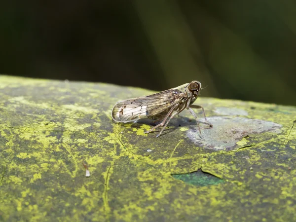 Vista di un planthopper, Delphacidae — Foto Stock