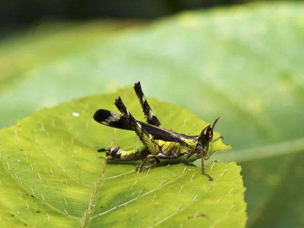 Çekirge, Erianthella formosana — Stok fotoğraf