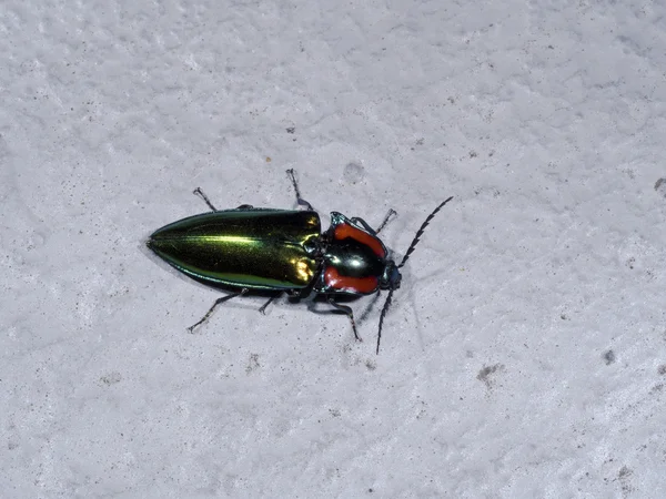 Κάντε κλικ στο κουμπί beetle, Campsosternus watanabei, ενδημικό στην Ταϊβάν — Φωτογραφία Αρχείου