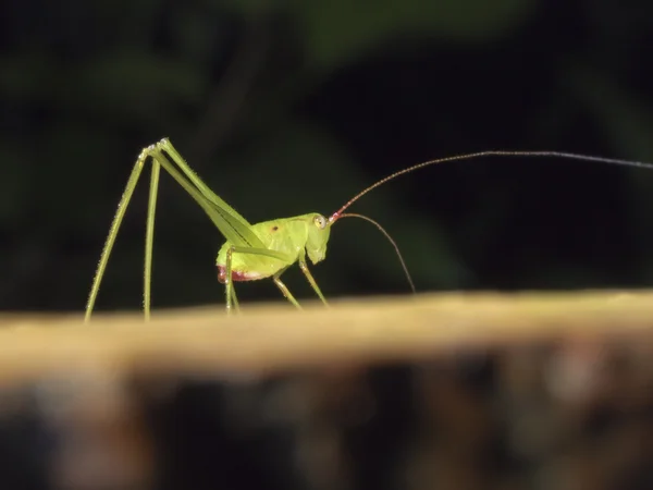 Bush cricket,katydid,Tettigoniidae — Stock Photo, Image