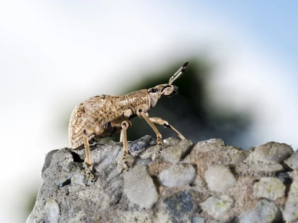 Weevil, Curculionidae görünümünü — Stok fotoğraf