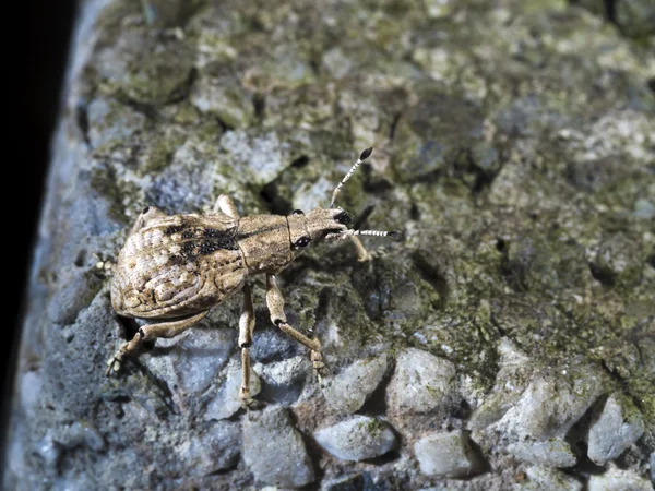 Vista de um Weevil, Curculionidae — Fotografia de Stock