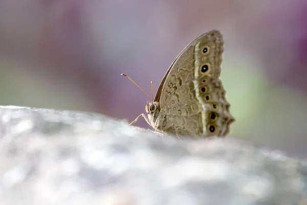 Farfalle dai piedi a spazzola, Satirine — Foto Stock