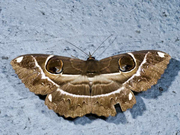 Owl Moth, Erebus ephesperis — Stockfoto