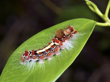 bir güve larva, Perina nuda makro
