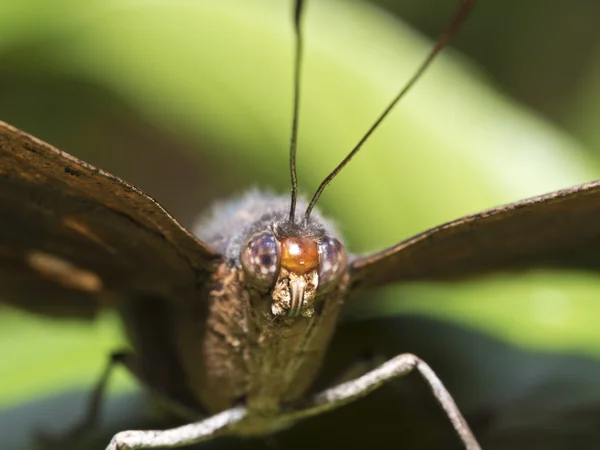 Мертвий листовий метелик, Калліма інач — стокове фото