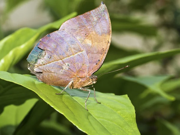 Fluture cu frunze moarte, Kallima inachus — Fotografie, imagine de stoc