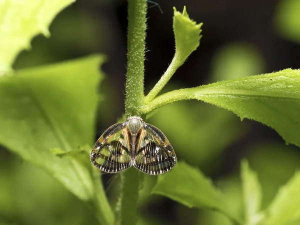 Planthopper, Euricania ocellus — Zdjęcie stockowe