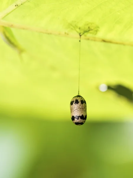 Cocon Ichneumonidae de guêpe parasitoïde — Photo