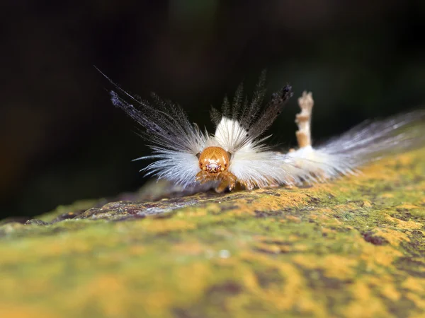 Macro van de larve van een nachtvlinder, Olene dudgeoni — Stockfoto