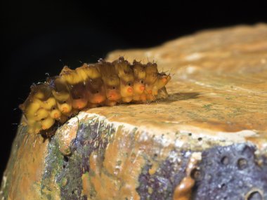 güve larva, Eterusia taiwana (Wileman, 1911)