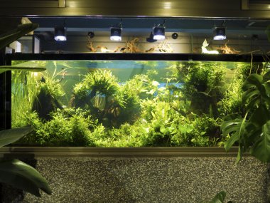 Aquascaping yerleştirilmiş tropikal tatlı su akvaryum