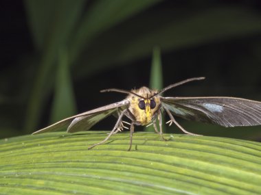 Asota heliconia zebrina, güve