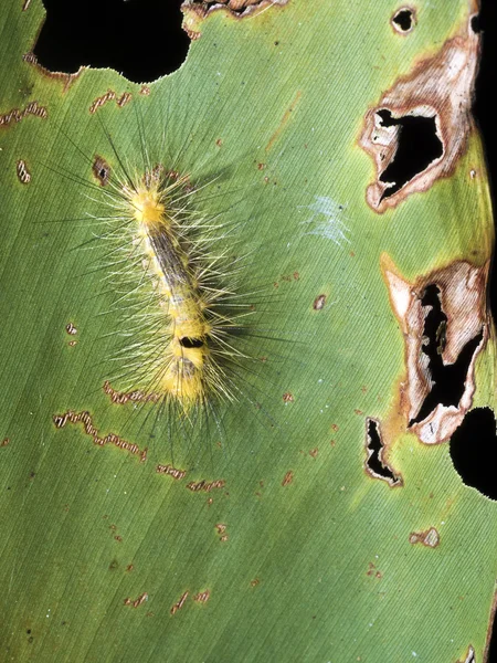 Larva de polilla, Olene dudgeoni (Swinhoe, 1907  ) — Foto de Stock