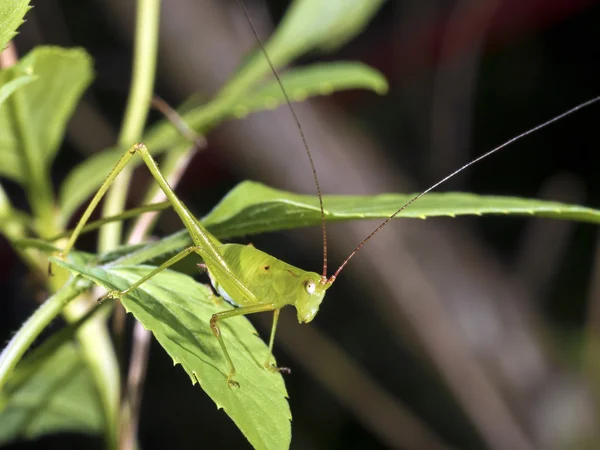 Katydids or bush crickets,Tettigoniidae — Stock Photo, Image