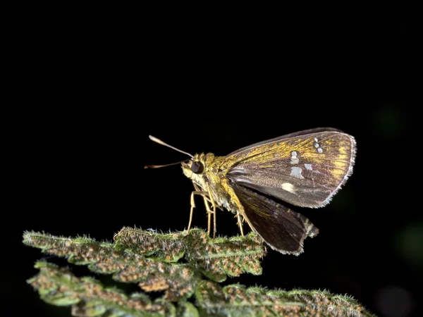 Polytremis lubricans 即队长蝴蝶 — 图库照片