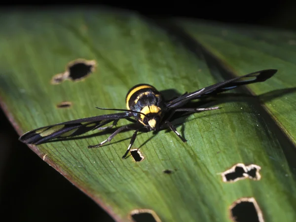 Polilla, Syntomoides imaon — Foto de Stock