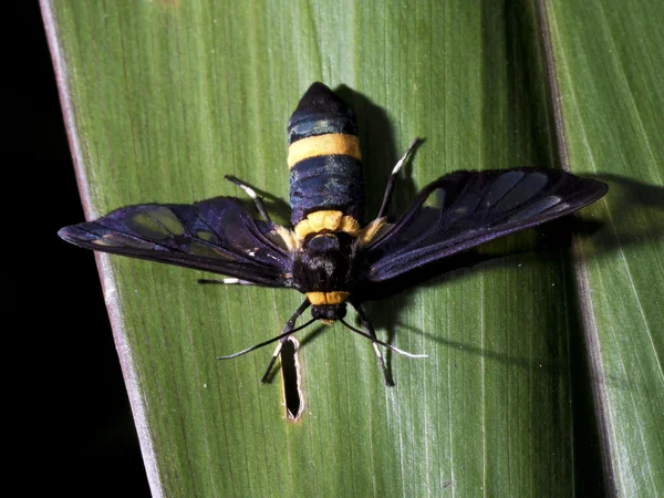 Nachtfalter, Syntomoides imaon — Stockfoto