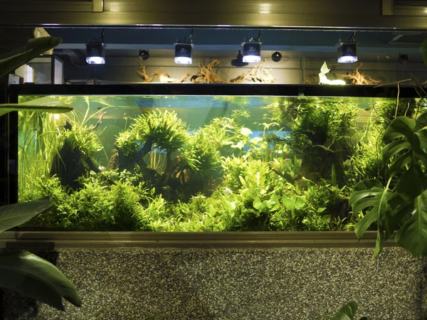 Aquascaping yerleştirilmiş tropikal tatlı su akvaryum