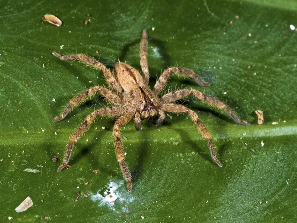 Orman, Lycosidae örümcek