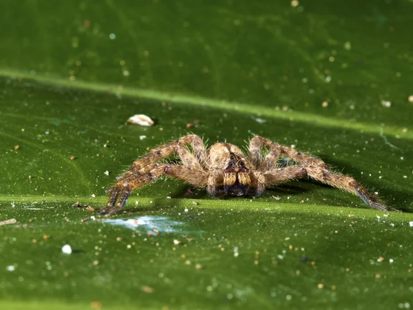 Orman, Lycosidae örümcek