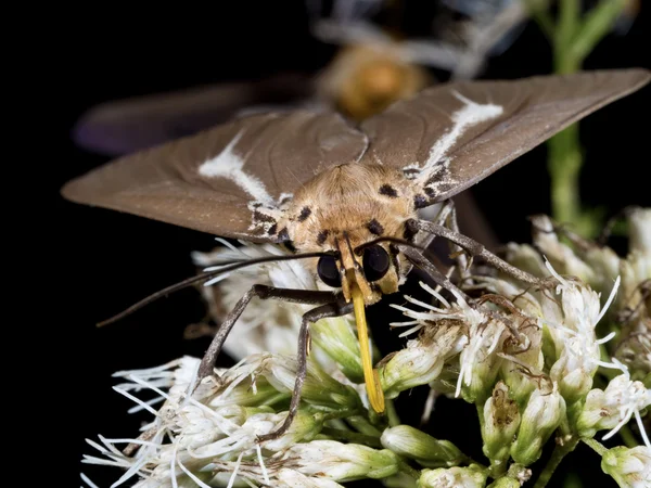 Asota heliconia zebrina,Moth — Stock Photo, Image