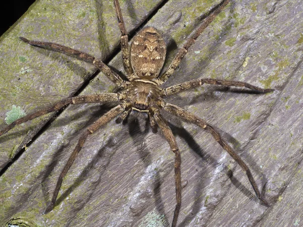 Павук в лісі, Lycosidae — стокове фото