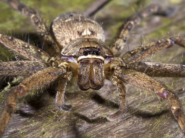 Spinne im Wald, Lycosidae — Stockfoto