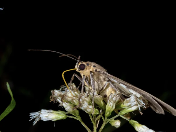 Asota heliconia zebrina,Moth — Stock Photo, Image