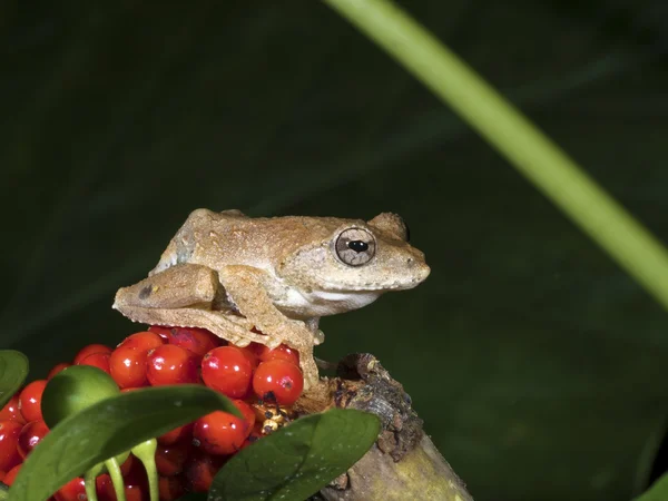 Hong Kong zweepslagen kikker, Polypedates megacephalus — Stockfoto