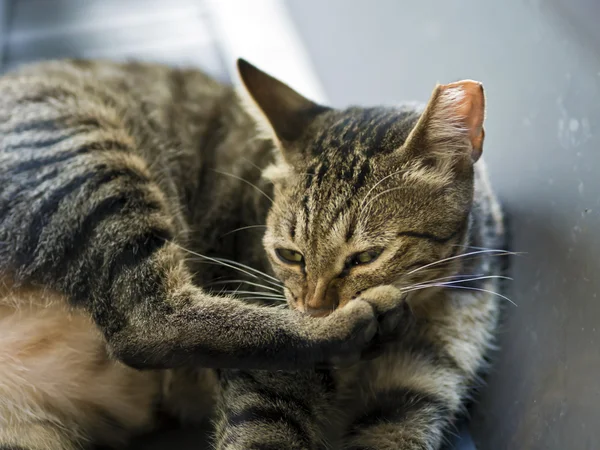 Mourovatá kočka poškrábat za svědění — Stock fotografie