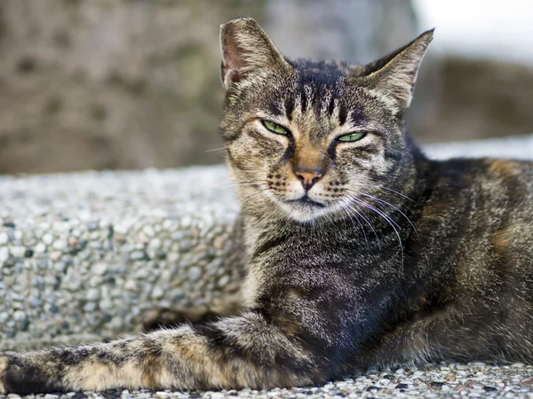 Uykulu yüz ile tekir kedi — Stok fotoğraf