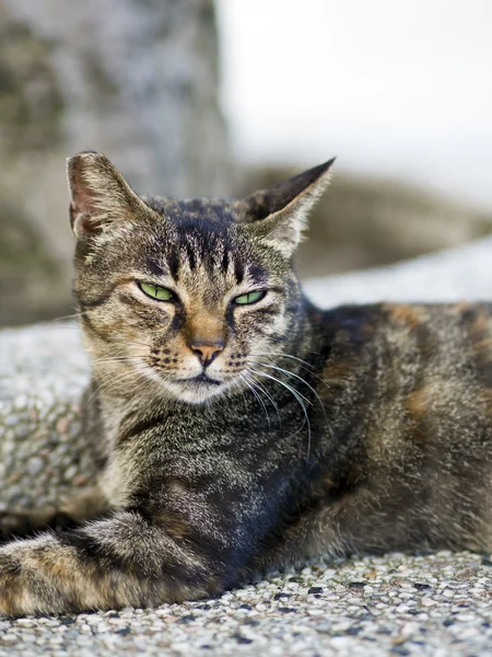 Uykulu yüz ile tekir kedi — Stok fotoğraf