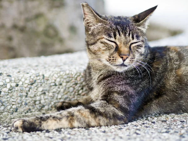 Tabby Katze mit schläfrigem Gesicht — Stockfoto