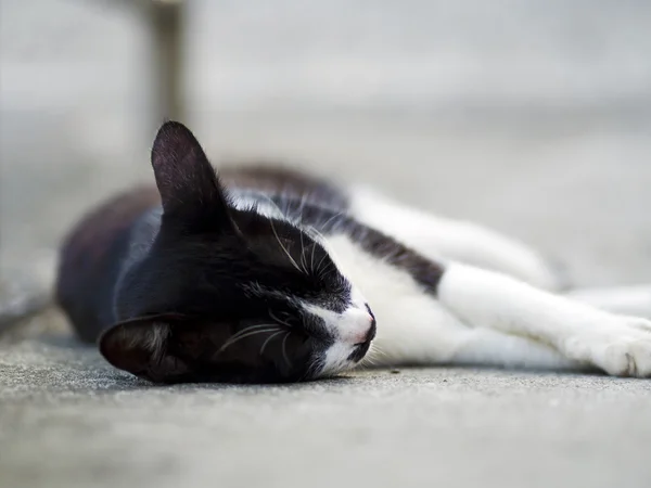 Gato doméstico branco preto — Fotografia de Stock