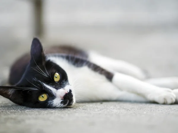 Gato doméstico branco preto — Fotografia de Stock