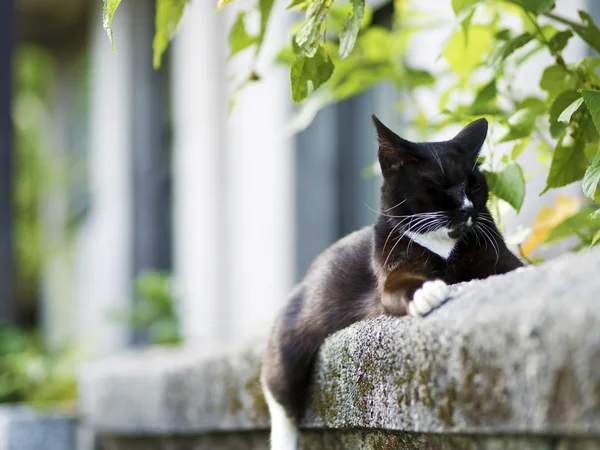 Schwarze weiße Hauskatze — Stockfoto