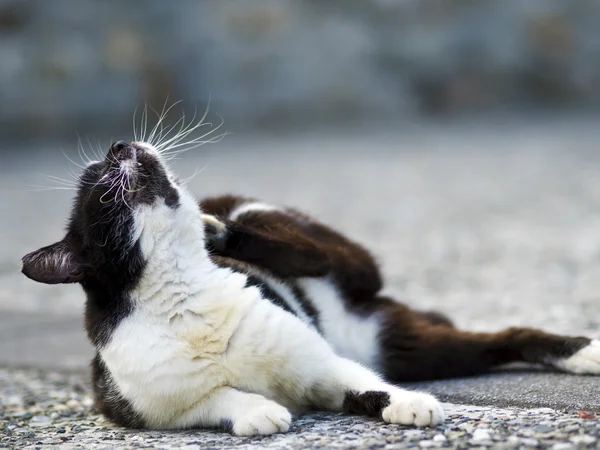 Schwarze weiße Hauskatze — Stockfoto