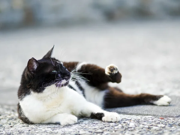 Gato doméstico blanco negro — Foto de Stock