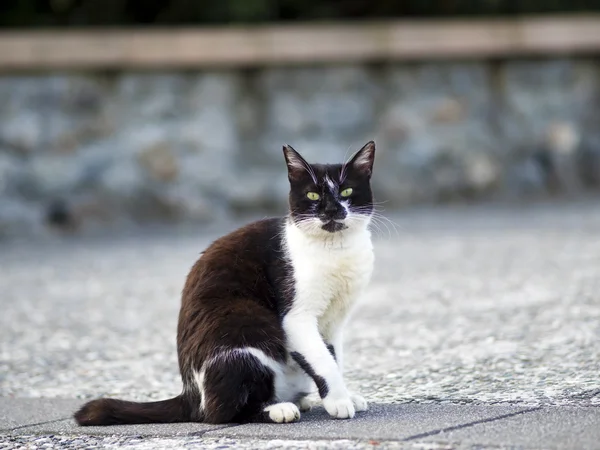 Gatto domestico bianco nero — Foto Stock