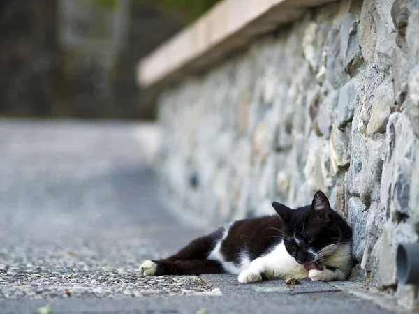 Gato doméstico branco preto — Fotografia de Stock