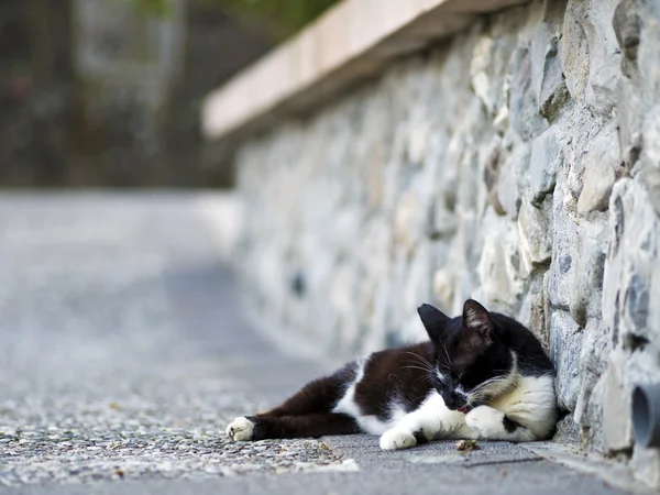 Chat domestique blanc noir — Photo
