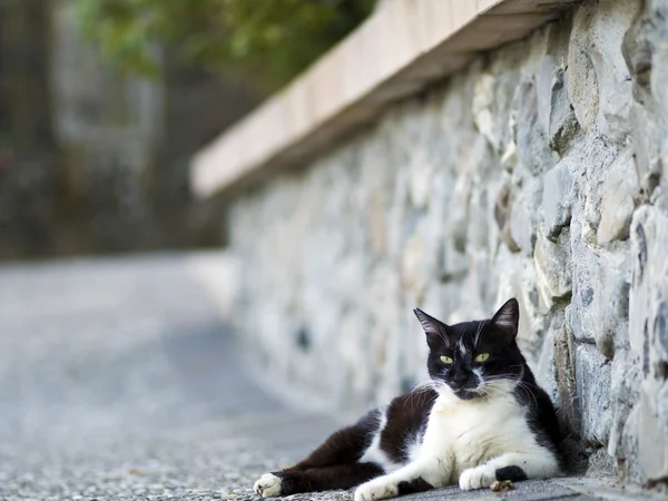 Gato doméstico branco preto — Fotografia de Stock